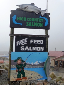 jo-salmon-town