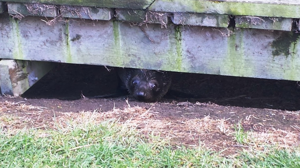 seal peeking under boardwalk