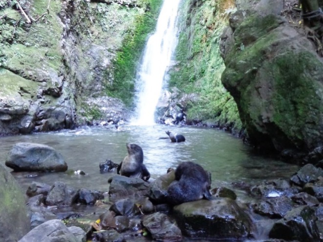 seals waterfall