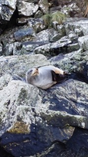 milford-sound-seal-close-up-2